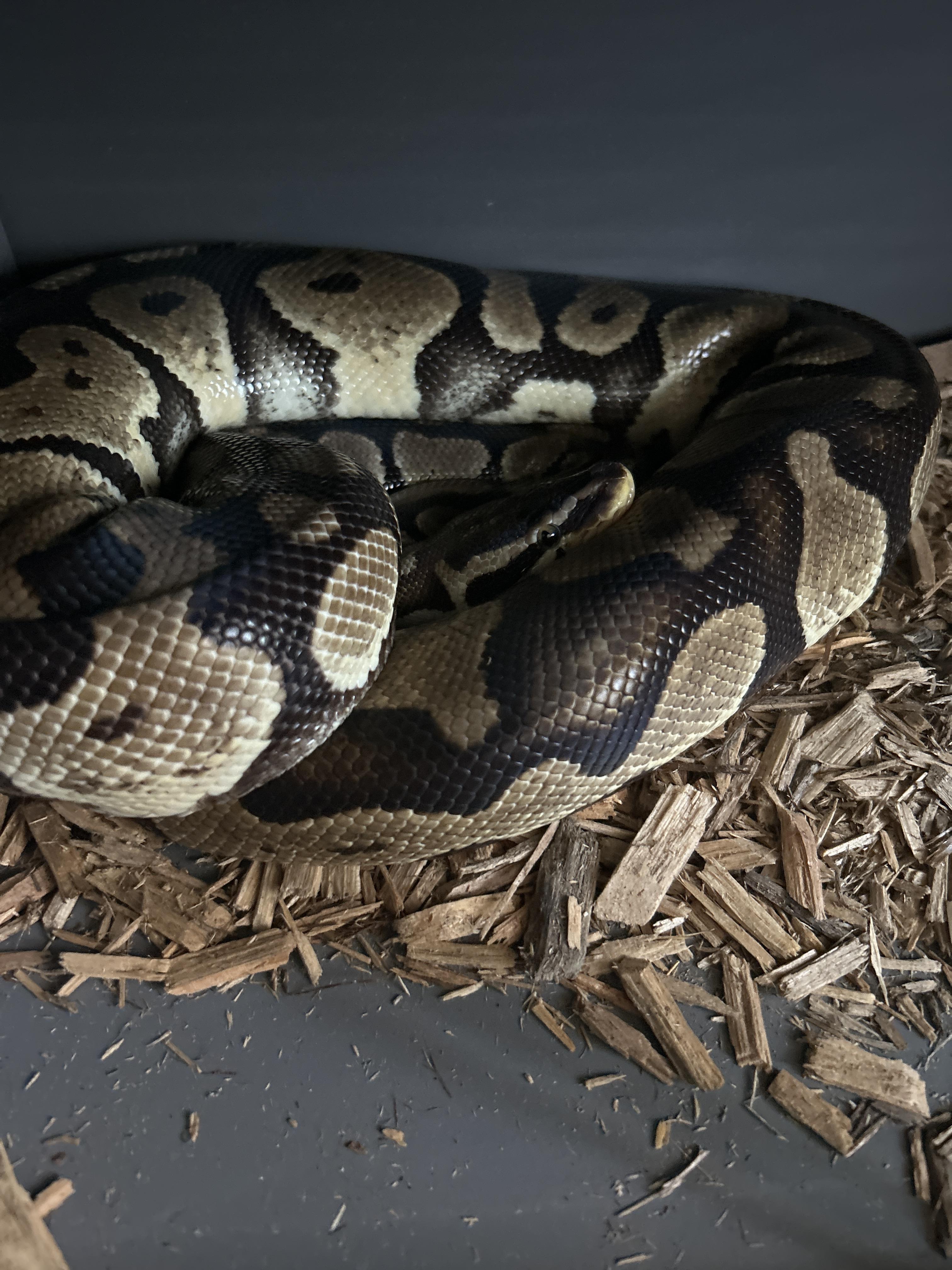 Fluffy Ball Python, Adult Unknown unknown