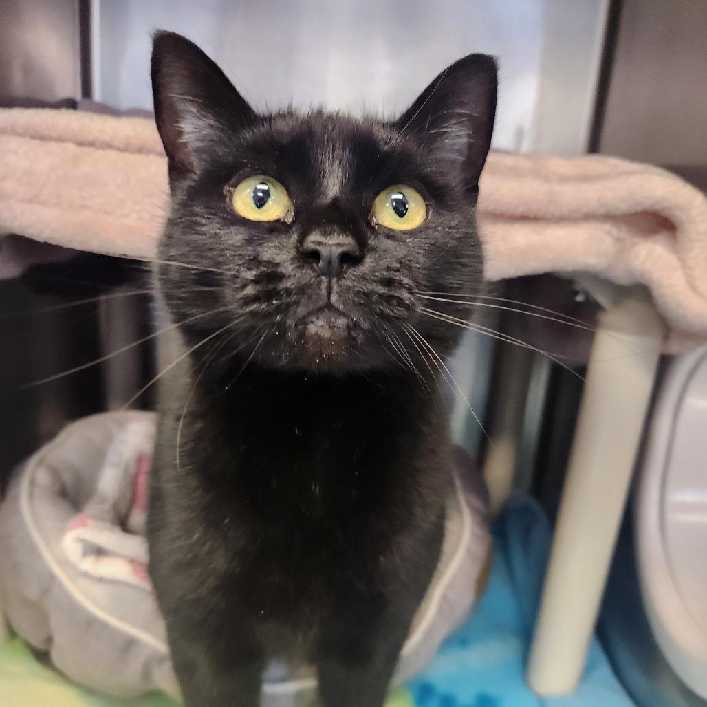 Enlarge Hope, a Adoptable Domestic Short Hair in Brockton, MA image 1/2