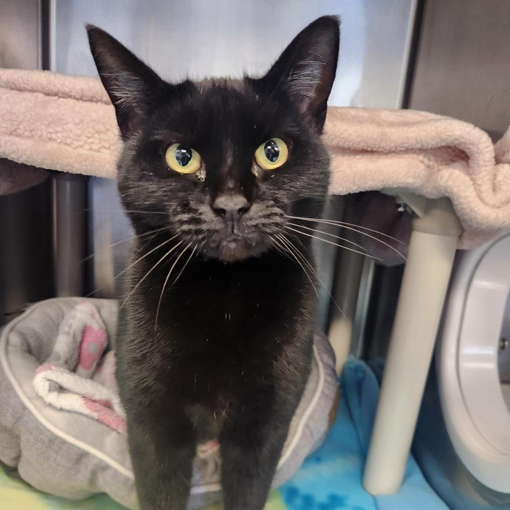 Enlarge Hope, a Adoptable Domestic Short Hair in Brockton, MA image 2/2