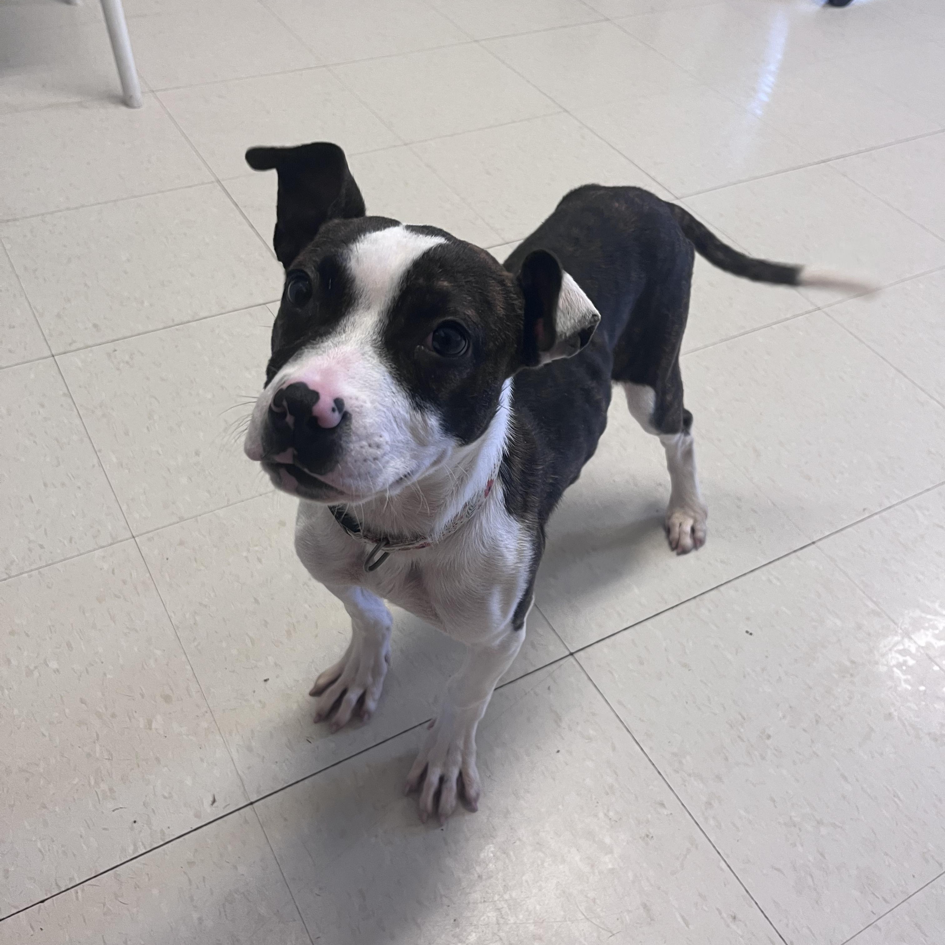 Enlarge Erin, a Adoptable mixed breed in West Jefferson, OH image 2/2
