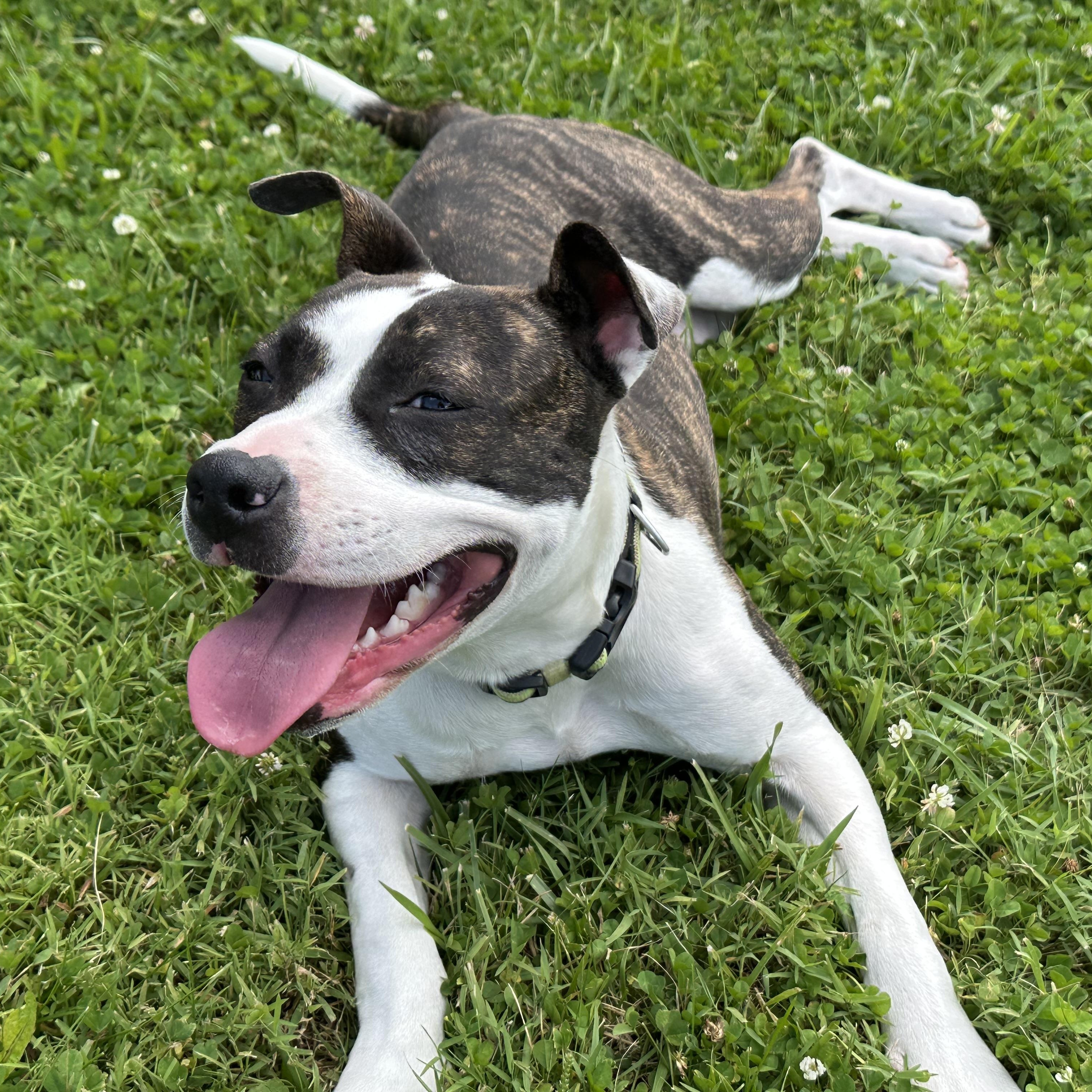 Erin, Adoptable, Young Female Hound.