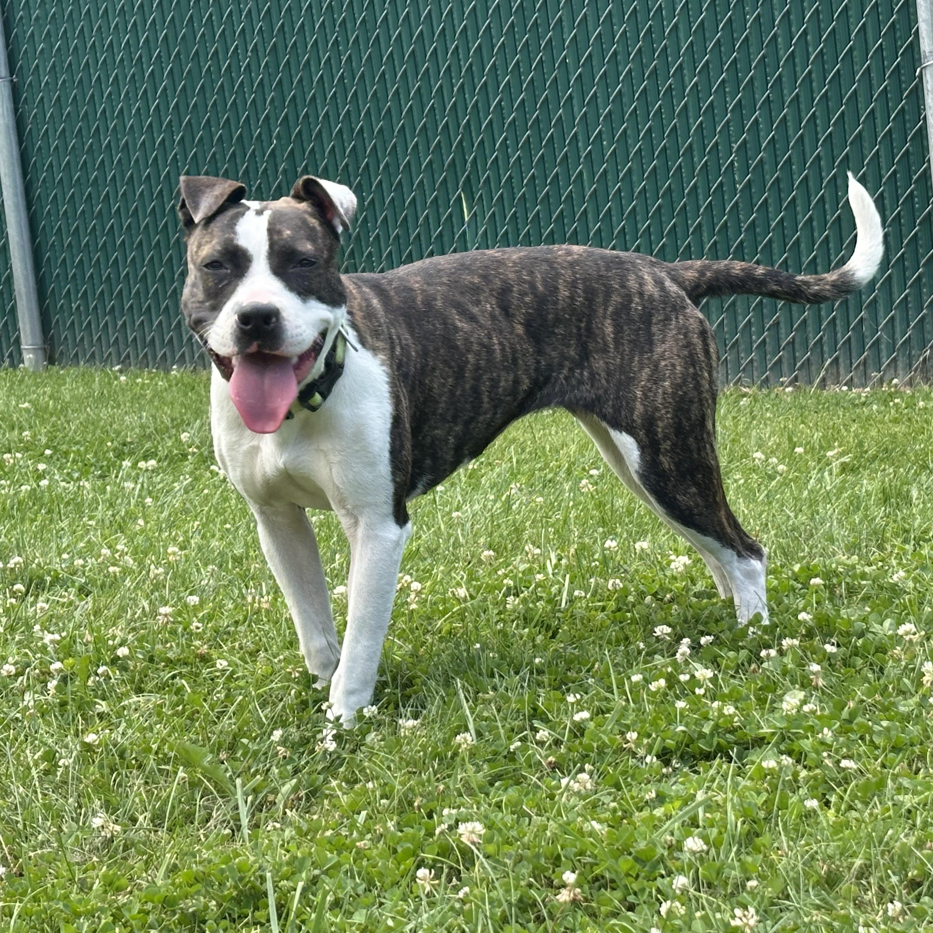 Erin, a Adoptable mixed breed in West Jefferson, OH image 2/6