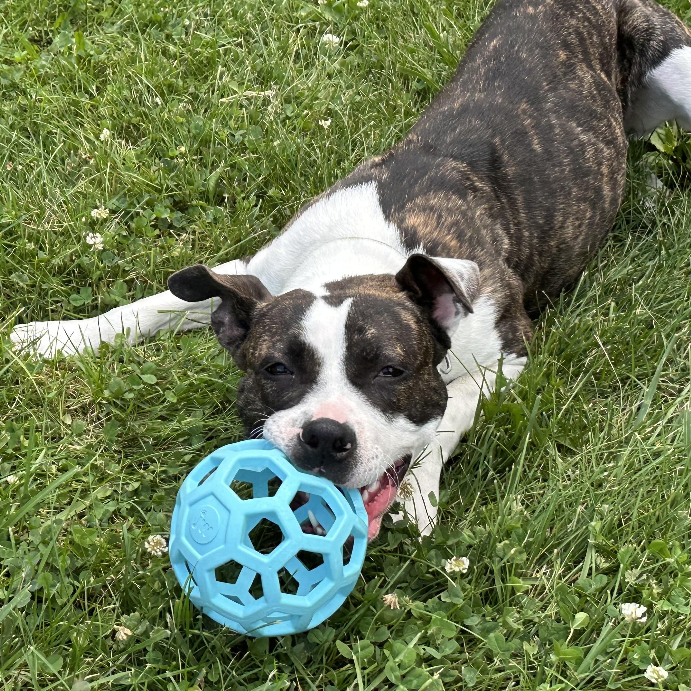 Erin, a Adoptable mixed breed in West Jefferson, OH image 3/6