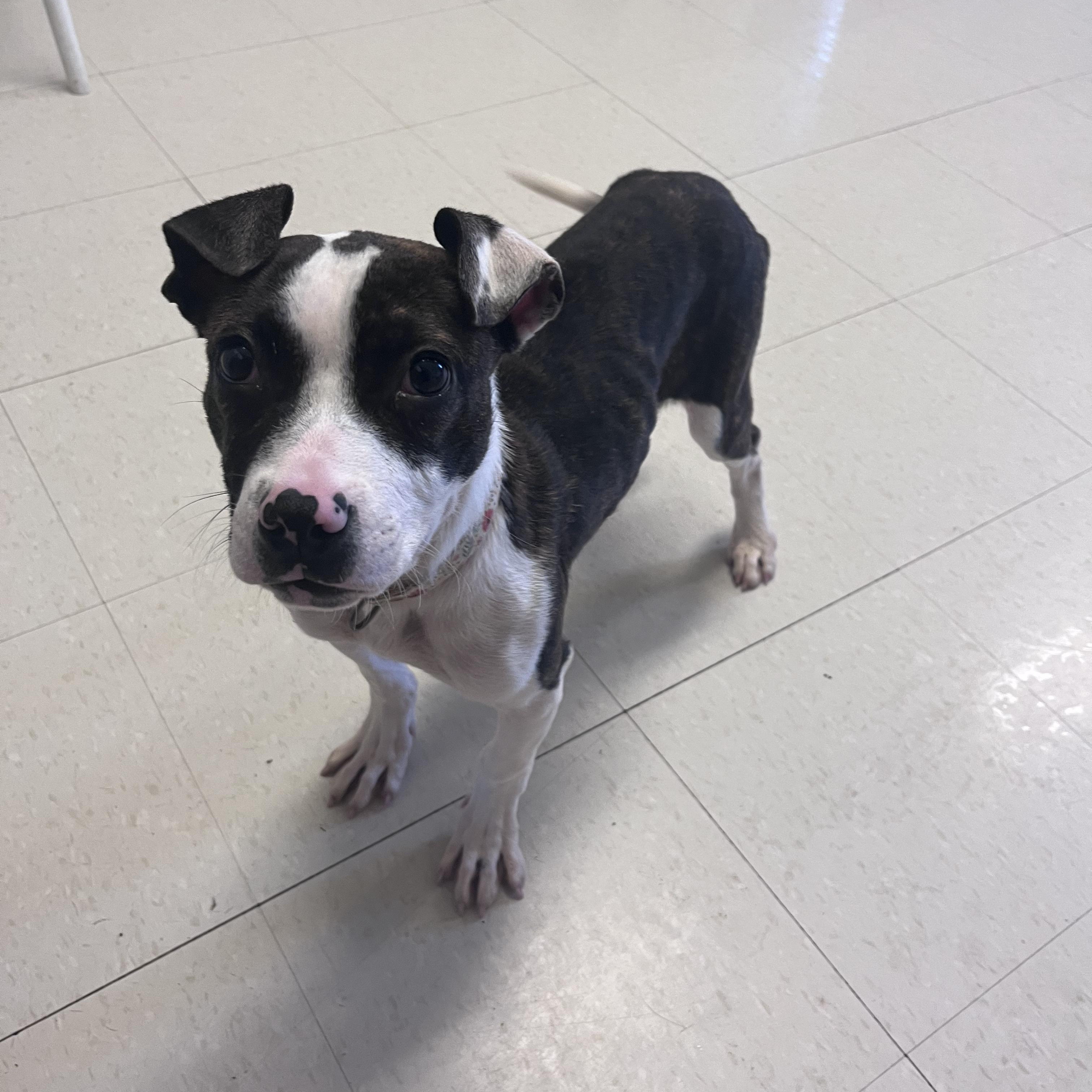 Erin, Adoptable, Puppy Female Hound.