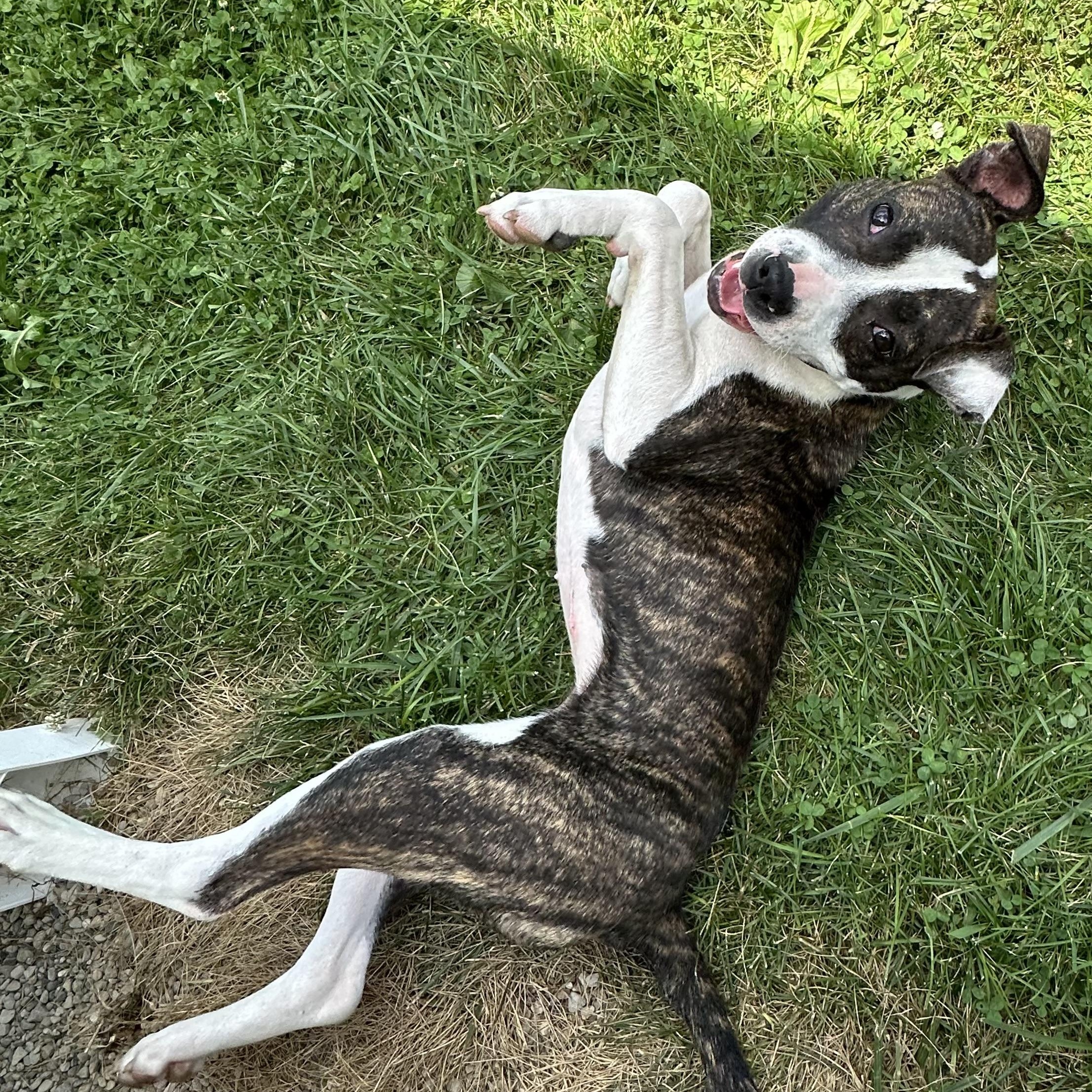 Erin, a Adoptable mixed breed in West Jefferson, OH image 5/6