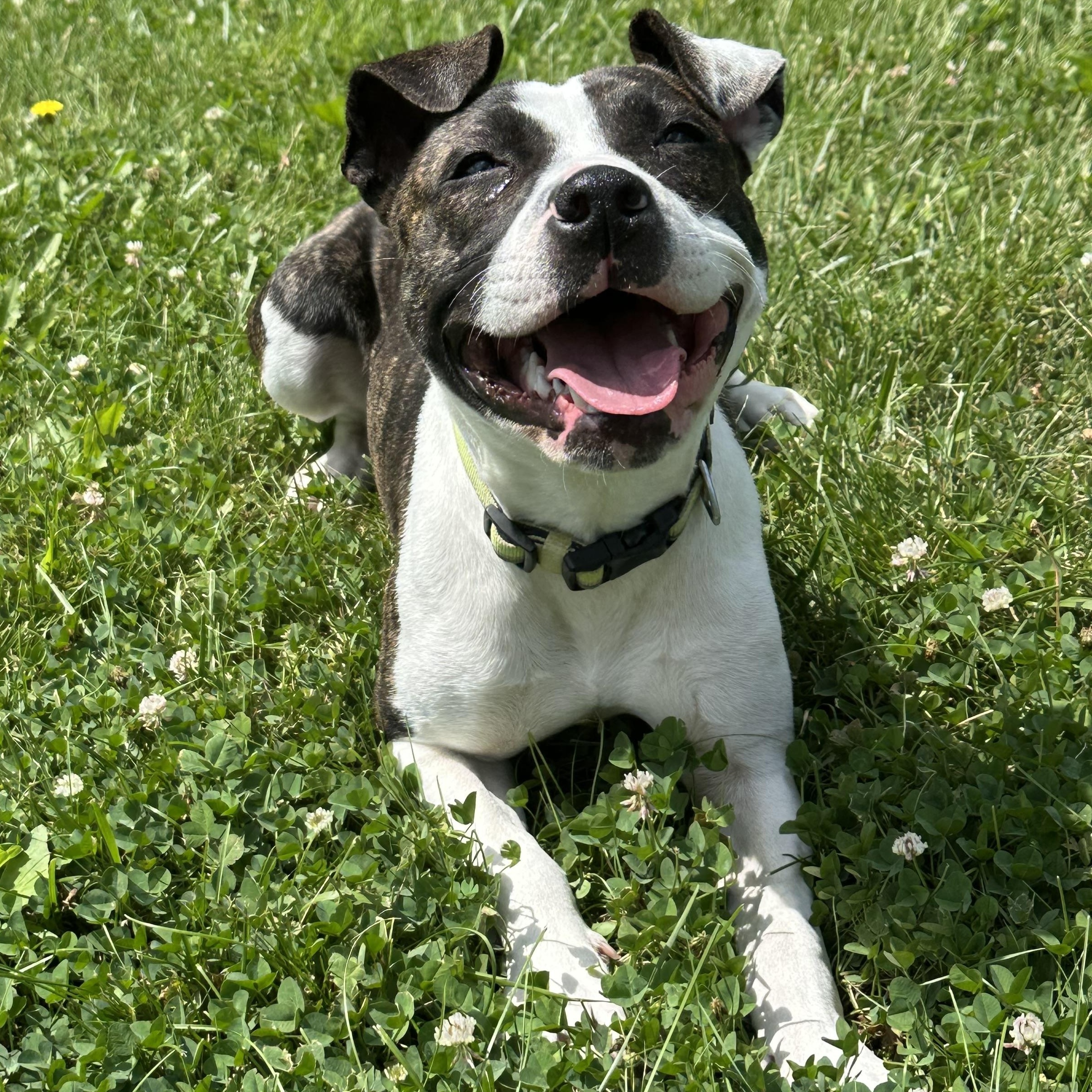 Erin, a Adoptable mixed breed in West Jefferson, OH image 6/6
