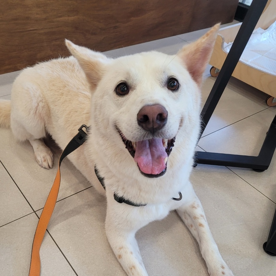 JACK***, Adopted, Young Male Jindo.
