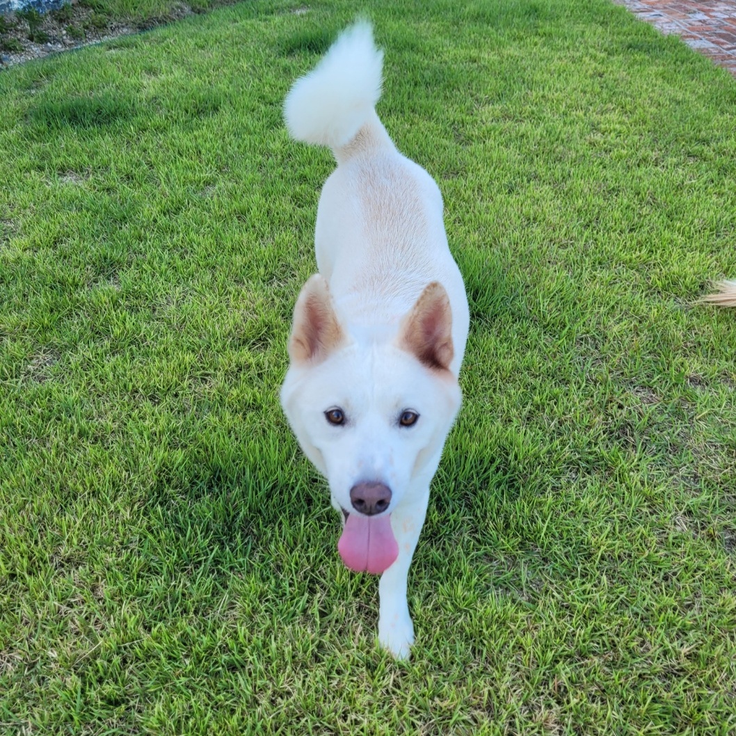 Enlarge JACK***, a Adopted mixed breed in Springfield, VA image 3/5