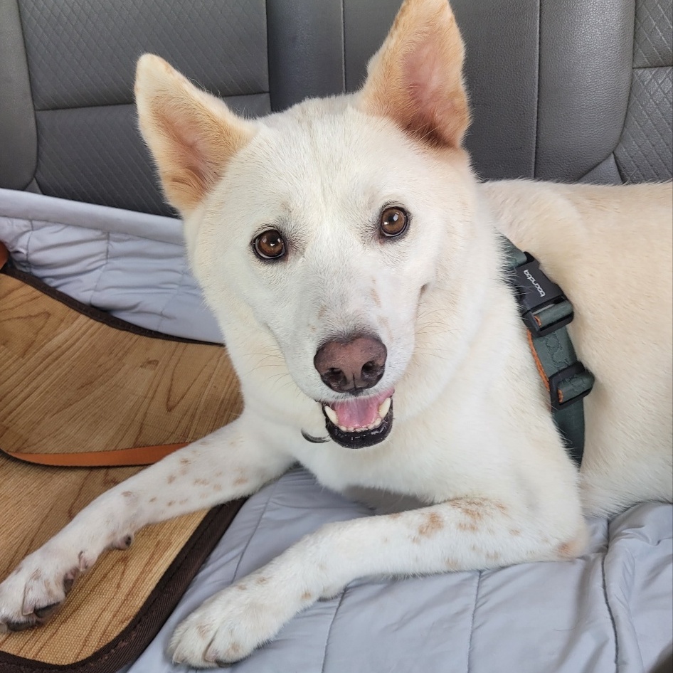 Enlarge JACK***, a Adopted mixed breed in Springfield, VA image 5/5