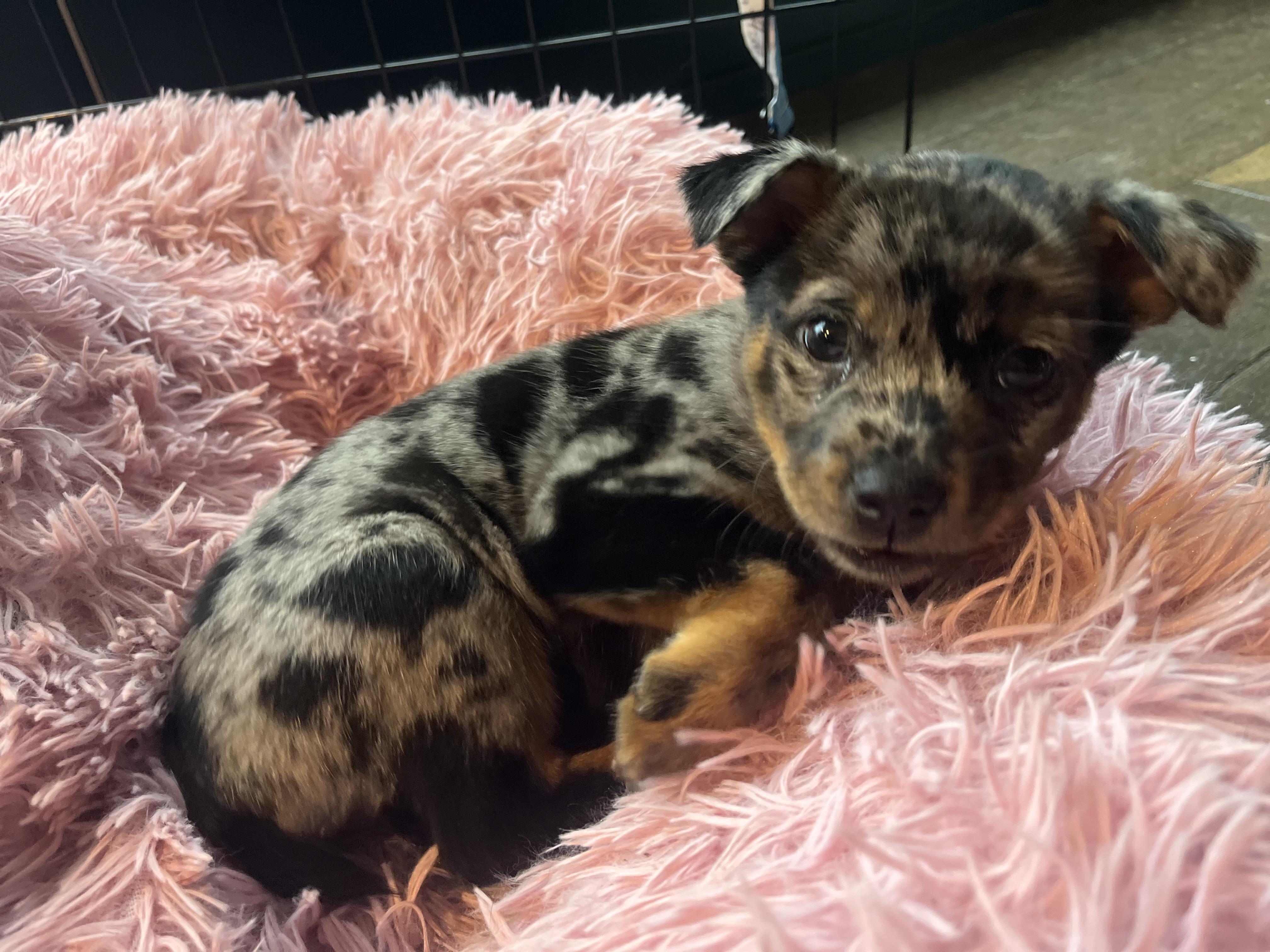 Hazel, Adopted, Young Female Australian Cattle Dog / Blue Heeler.