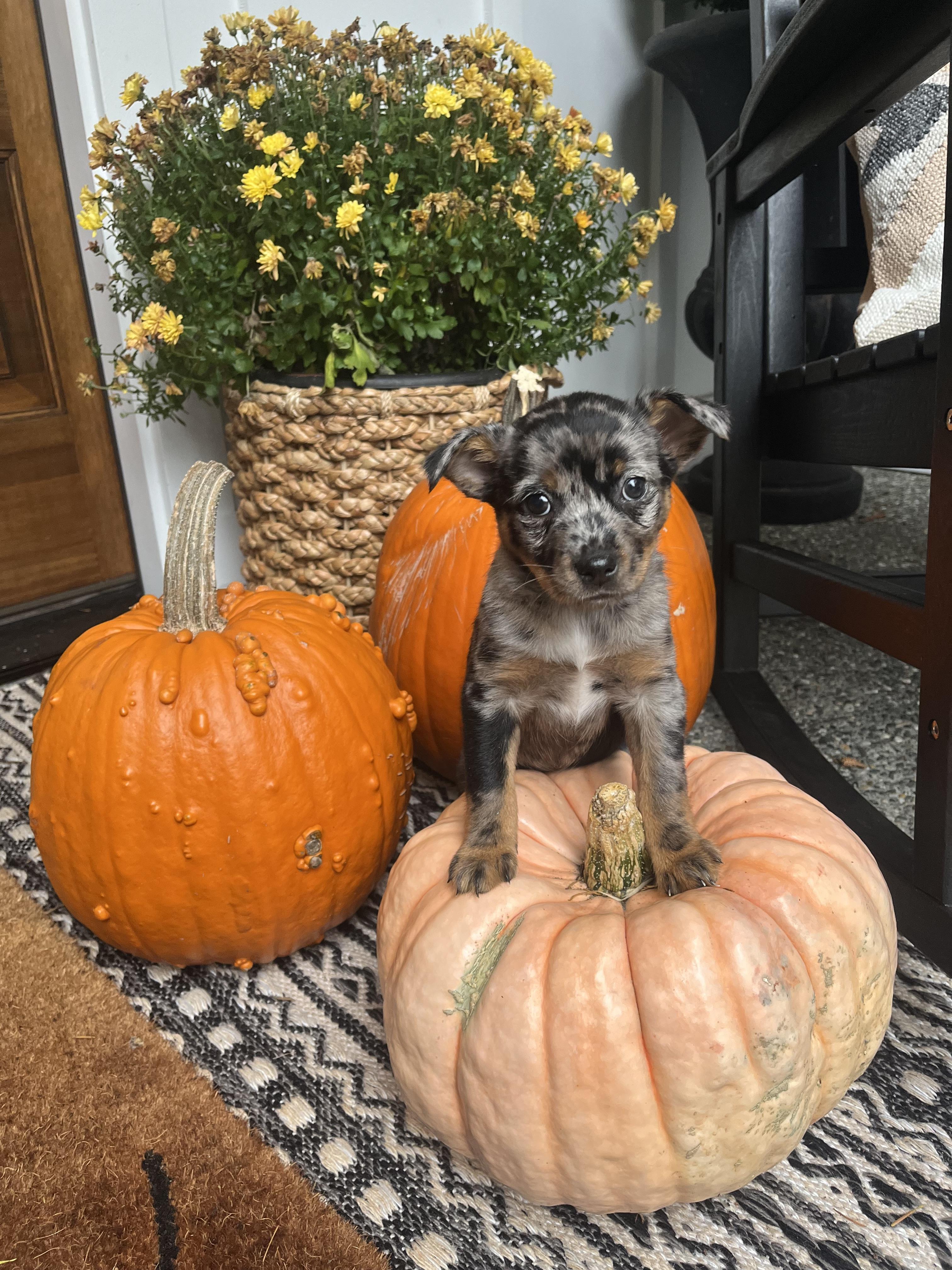 Hazel, a Adopted mixed breed in CLINTON, WA image 2/3