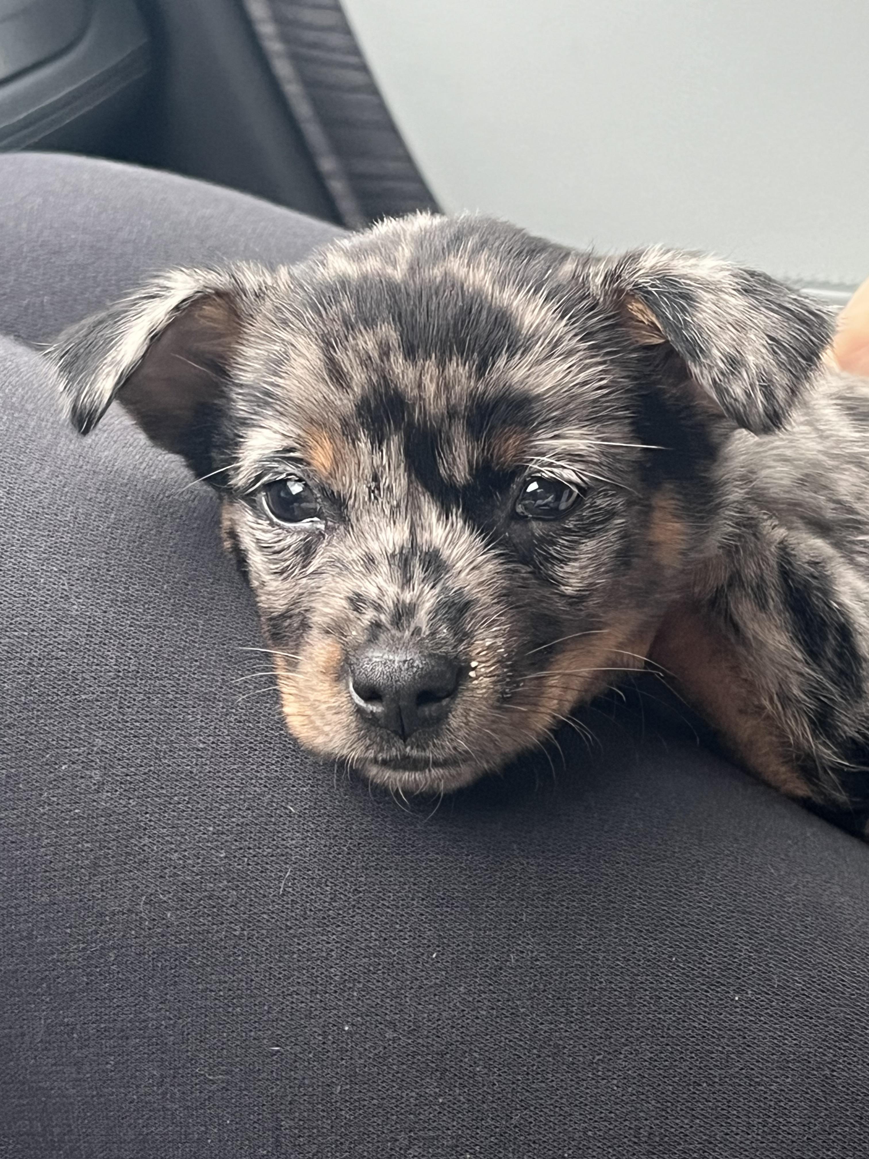 Hazel, a Adopted mixed breed in CLINTON, WA image 3/3