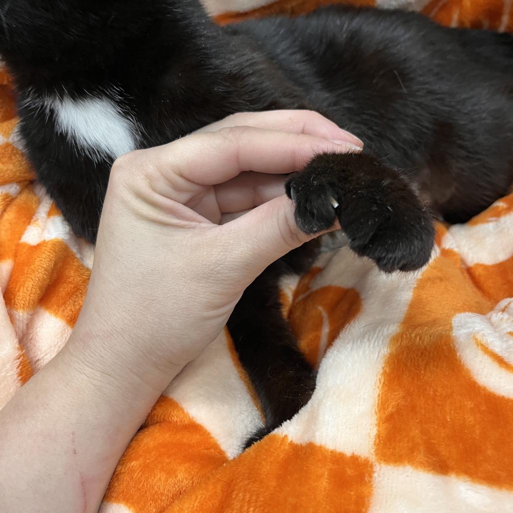 Louise, Adoptable, Adult Female Domestic Short Hair.