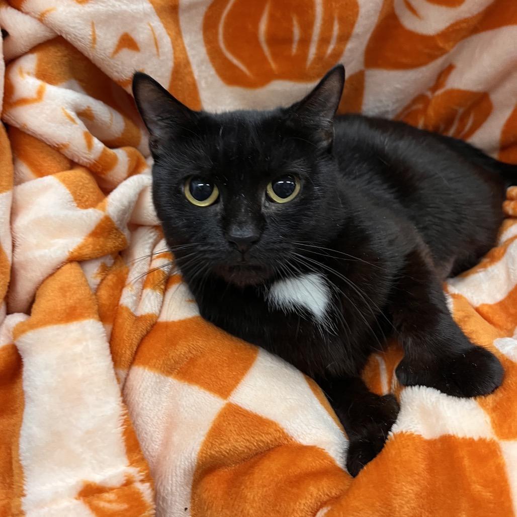 Louise, a Adoptable Domestic Short Hair in Pasadena , MD image 2/2