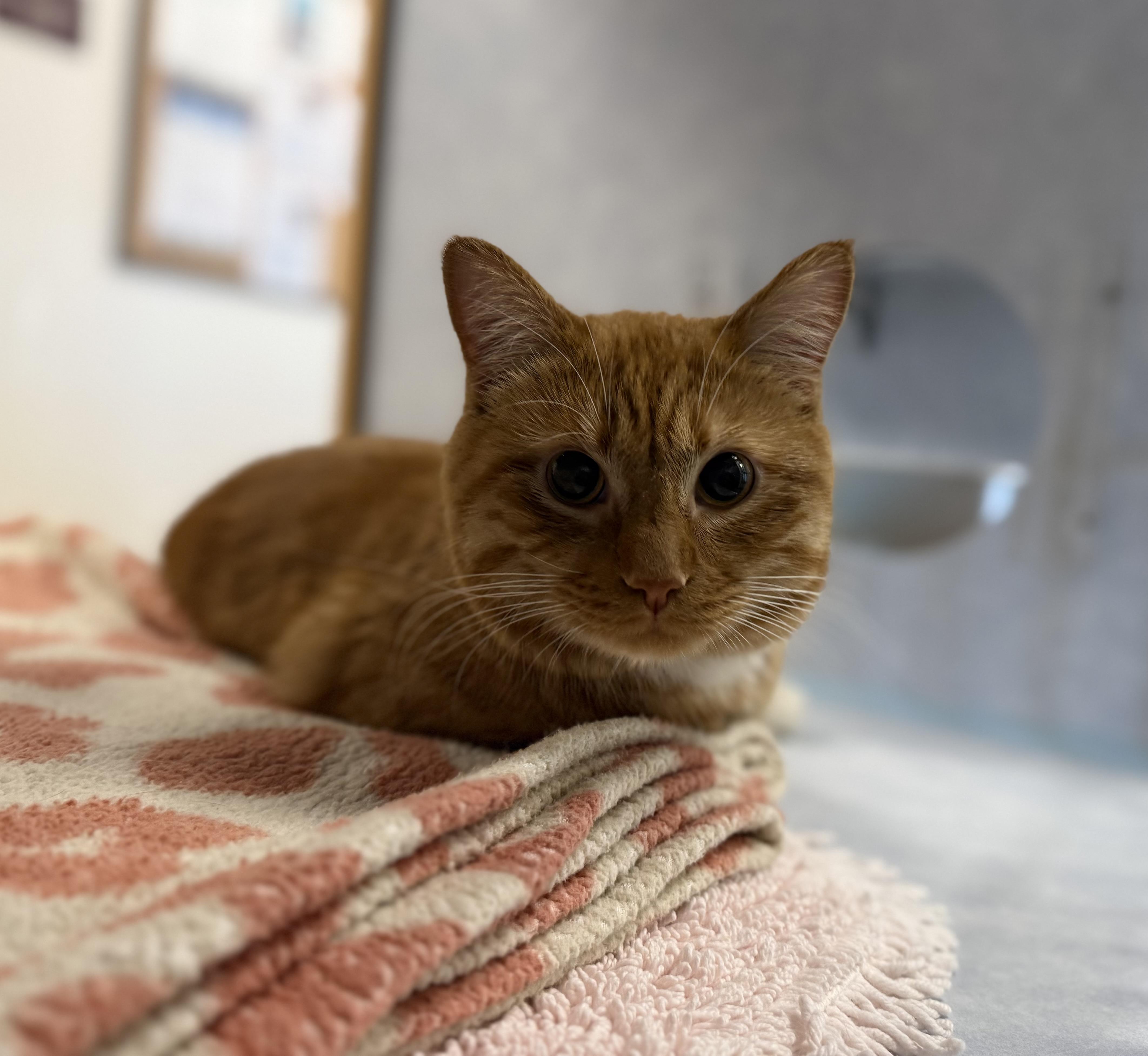 Chester, adopted, Adult Male Domestic Short Hair & Tabby.