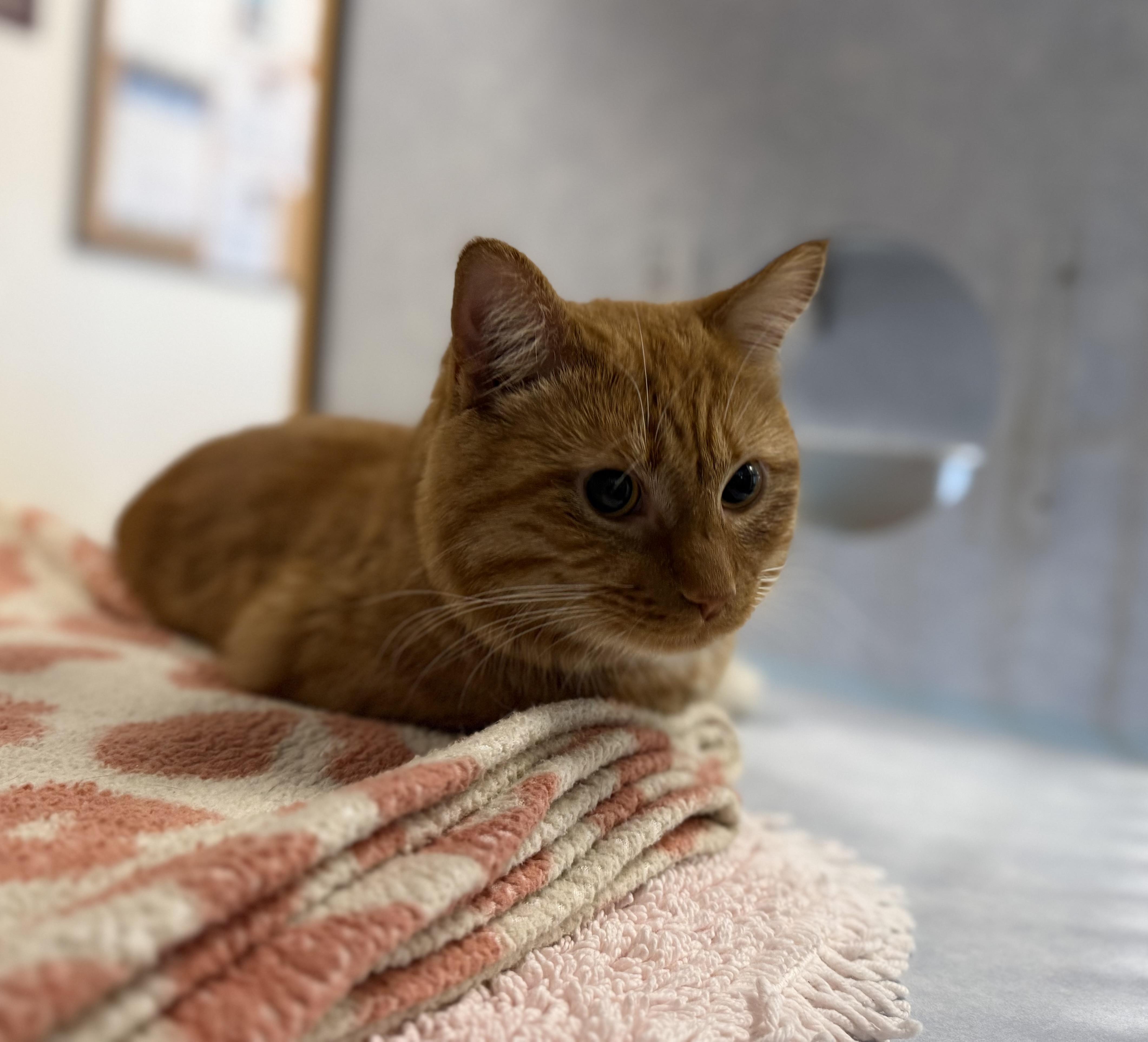 Enlarge Chester, an adopted mixed breed in Eagle, CO image 2/2