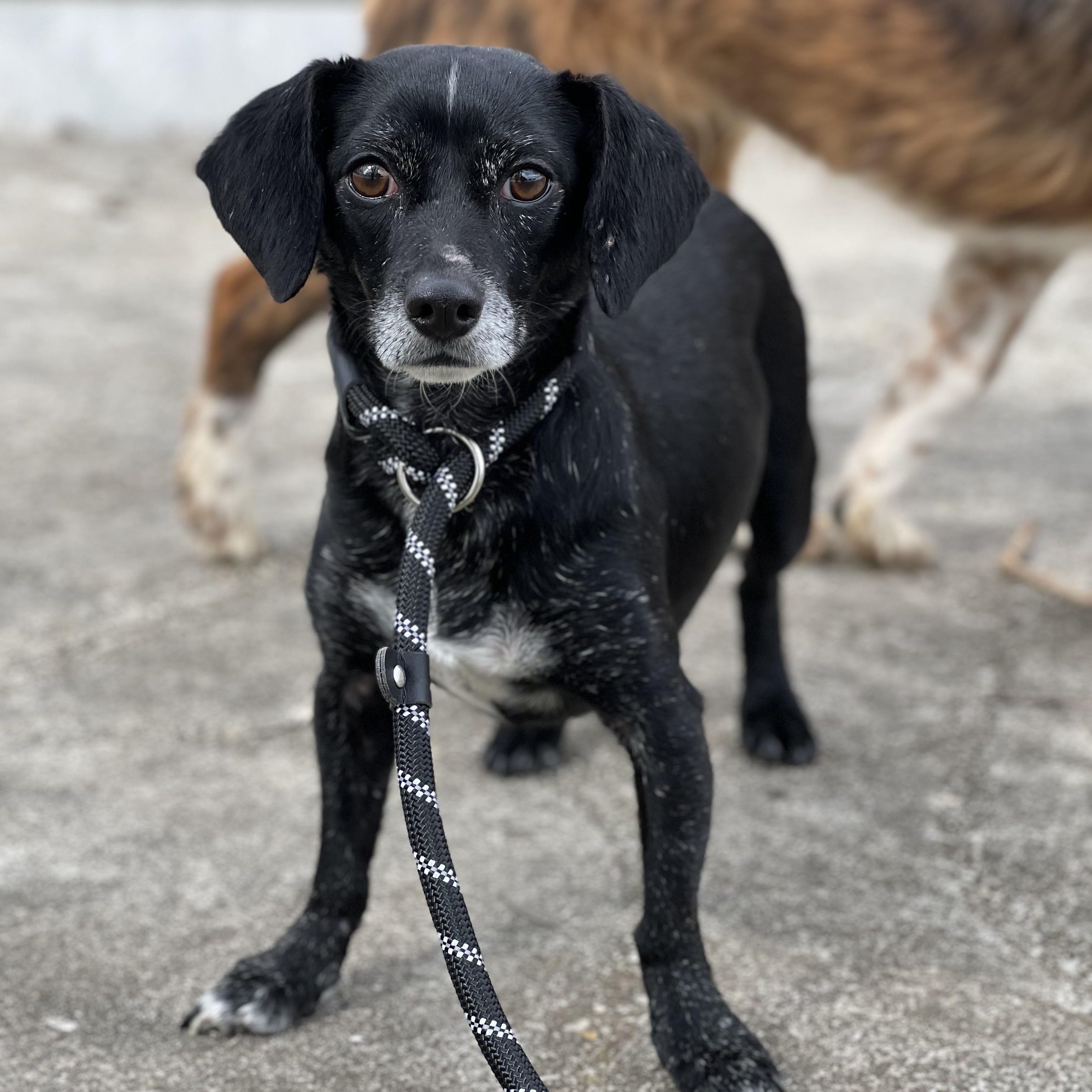 Enlarge Pepper, an adoptable mixed breed in Hughesville, MD image 2/3