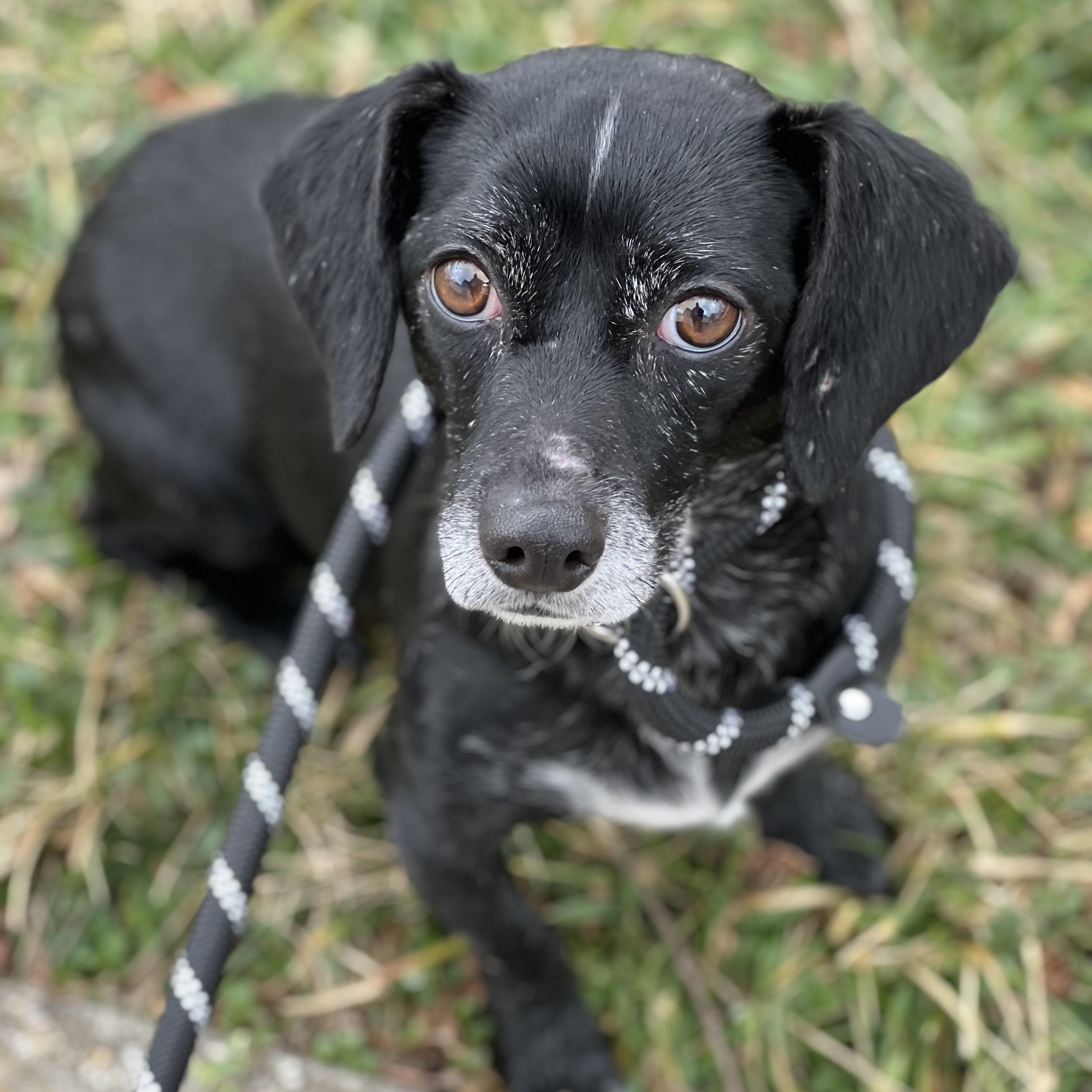 Enlarge Pepper, an adoptable mixed breed in Hughesville, MD image 3/3
