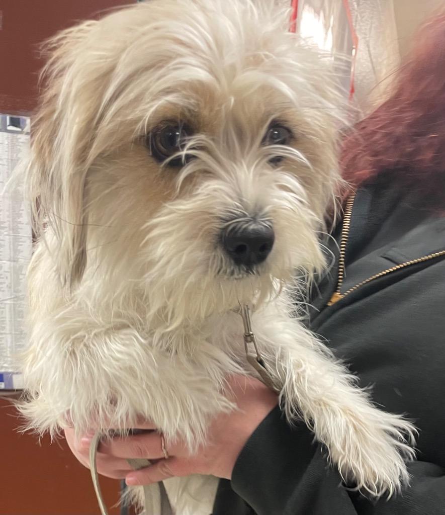 Enlarge Bruno (Simba), a Adoptable Yorkshire Terrier in Rock Springs, WY image 1/2