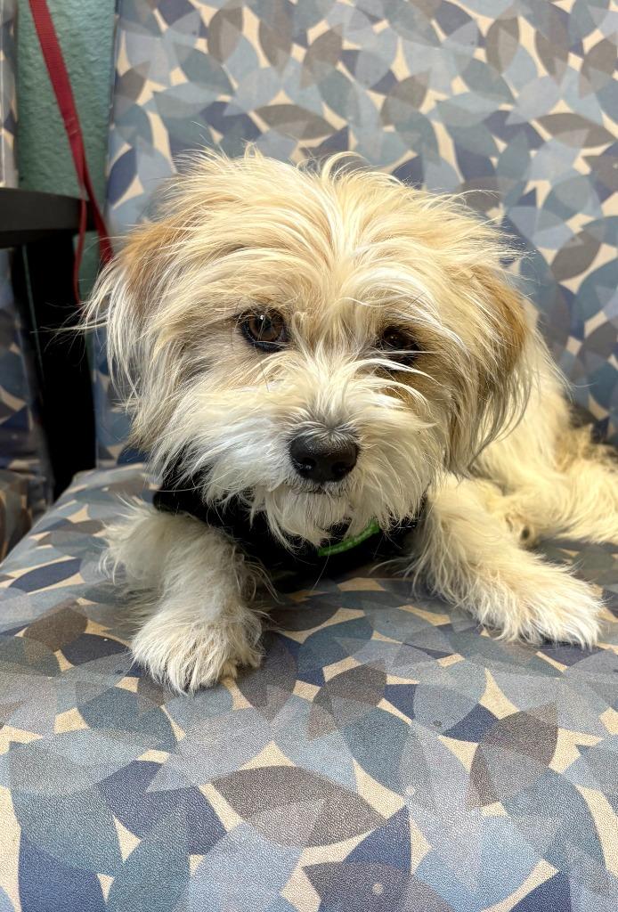 Enlarge Bruno (Simba), a Adoptable Yorkshire Terrier in Rock Springs, WY image 2/2