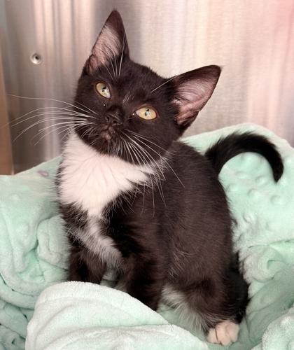 Enlarge Harmony, a Adoptable mixed breed image 1/2