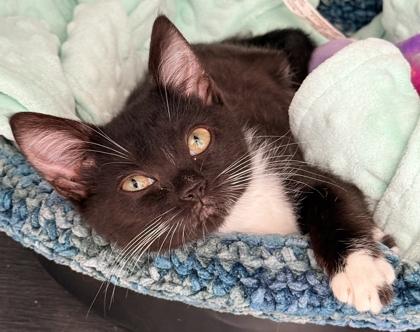 Enlarge Harmony, a Adoptable mixed breed image 2/2