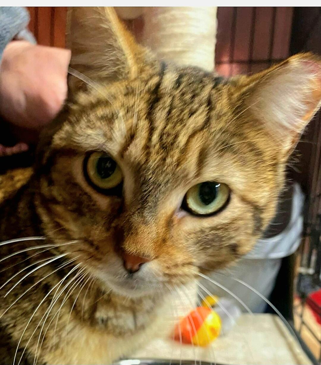Tabitha aka Tabby, Adopted, Young Female Domestic Short Hair.