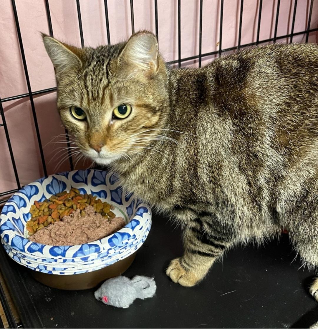 Enlarge Tabitha aka Tabby, a Adopted Domestic Short Hair in Staten Island, NY image 4/4