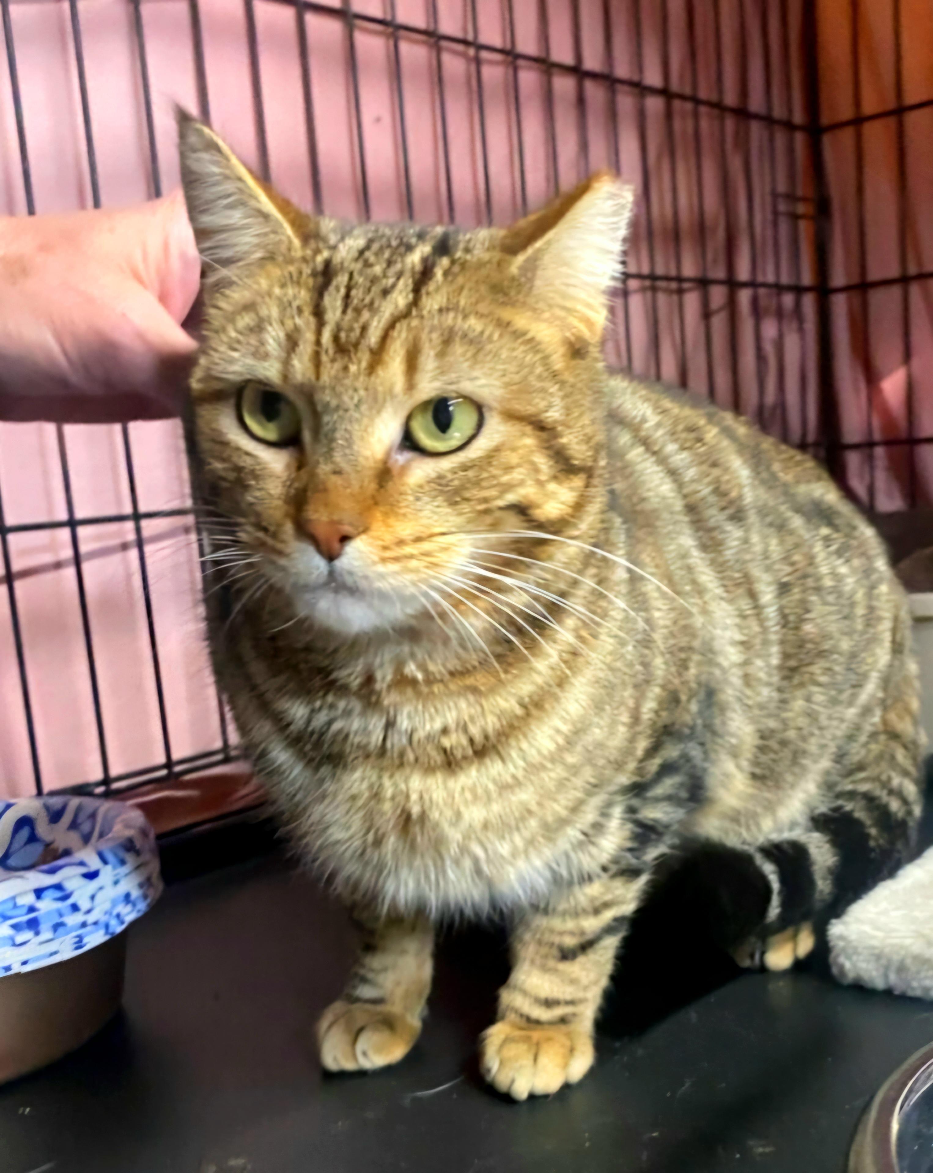 Enlarge Tabitha aka Tabby, a Adopted Domestic Short Hair in Staten Island, NY image 3/4