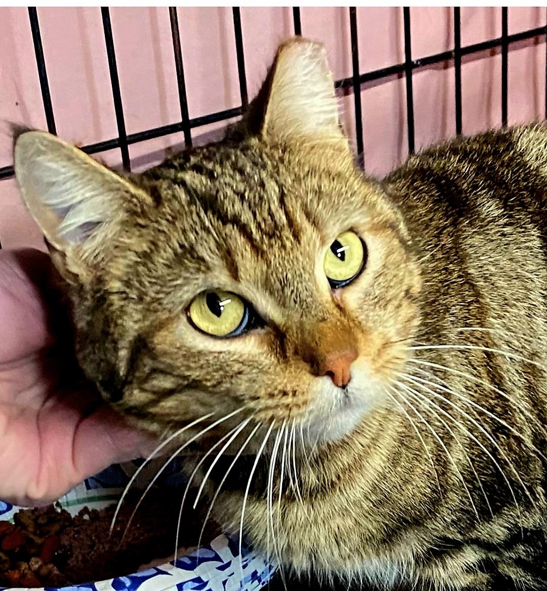 Enlarge Tabitha aka Tabby, a Adopted Domestic Short Hair in Staten Island, NY image 2/4