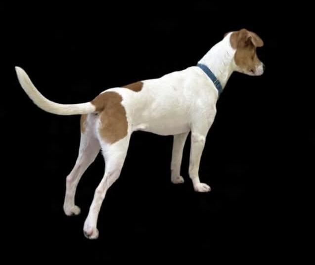 Harvey, an adopted mixed breed in Ashland, OH image 2/2