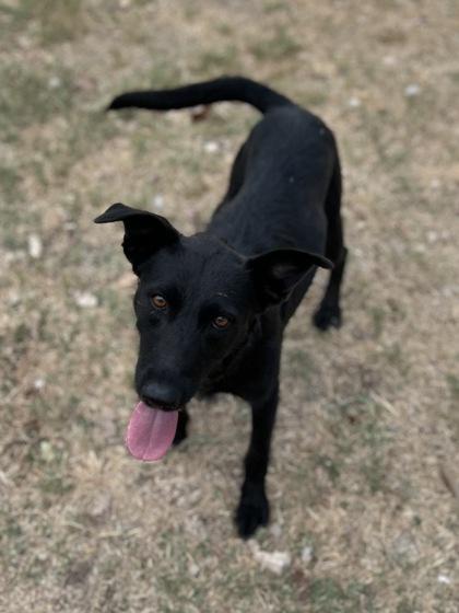 Bellalicious, Adoptable, Adult Female Airedale Terrier & Mixed Breed.