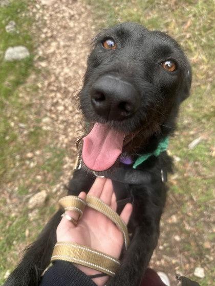 Enlarge Bellalicious, a Adoptable mixed breed in San Marcos, TX image 2/3