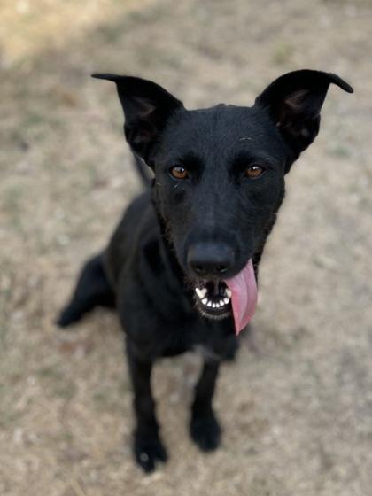 Enlarge Bellalicious, a Adoptable mixed breed in San Marcos, TX image 2/3