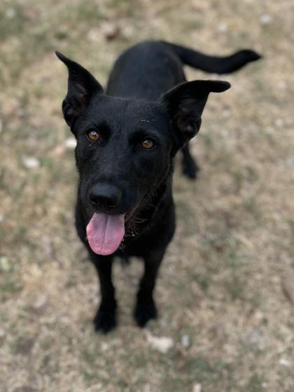 Enlarge Bellalicious, a Adoptable mixed breed in San Marcos, TX image 3/3