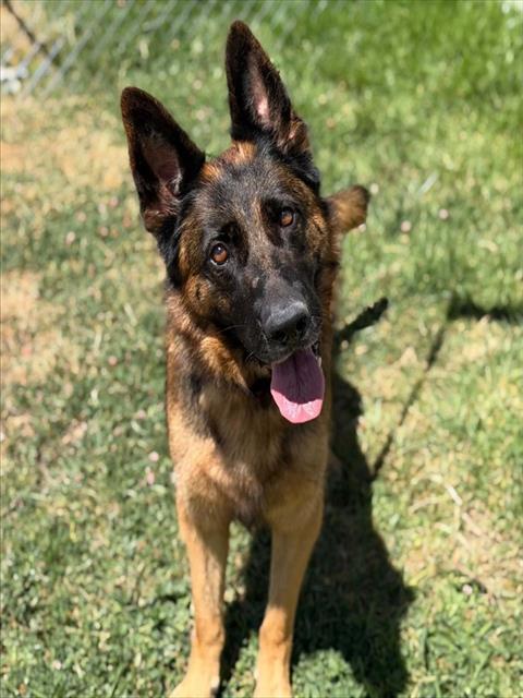 CONNIE, Adoptable, Adult Female German Shepherd Dog.