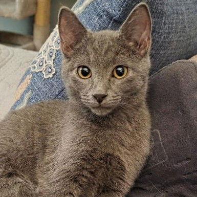 Pierogi, Adoptable, Young Male Domestic Short Hair.