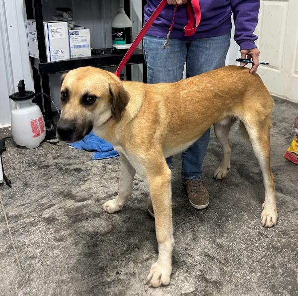 Enlarge Arthur, a Adopted mixed breed in Scottsburg, IN image 2/2