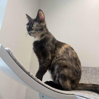 Evelyn, Adoptable, Adult Female Domestic Short Hair.