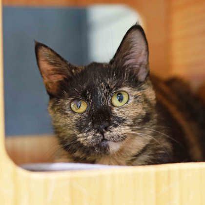 Evelyn, a Adoptable mixed breed in Atlanta, GA image 2/3