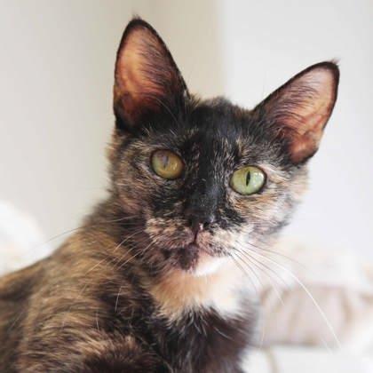 Evelyn, a Adoptable mixed breed in Atlanta, GA image 3/3