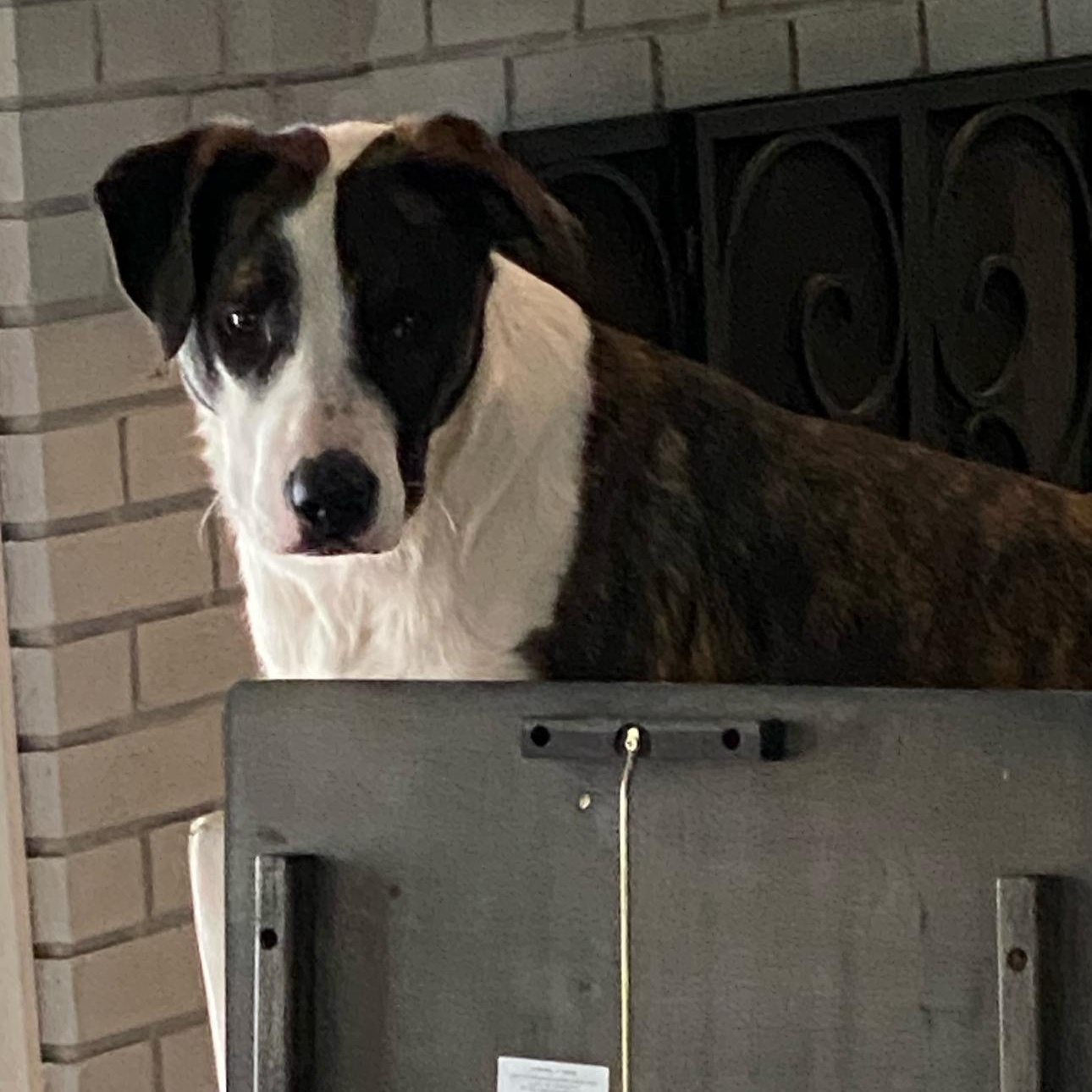 6842 Benny, a Adoptable mixed breed in Springfield, MO image 3/6