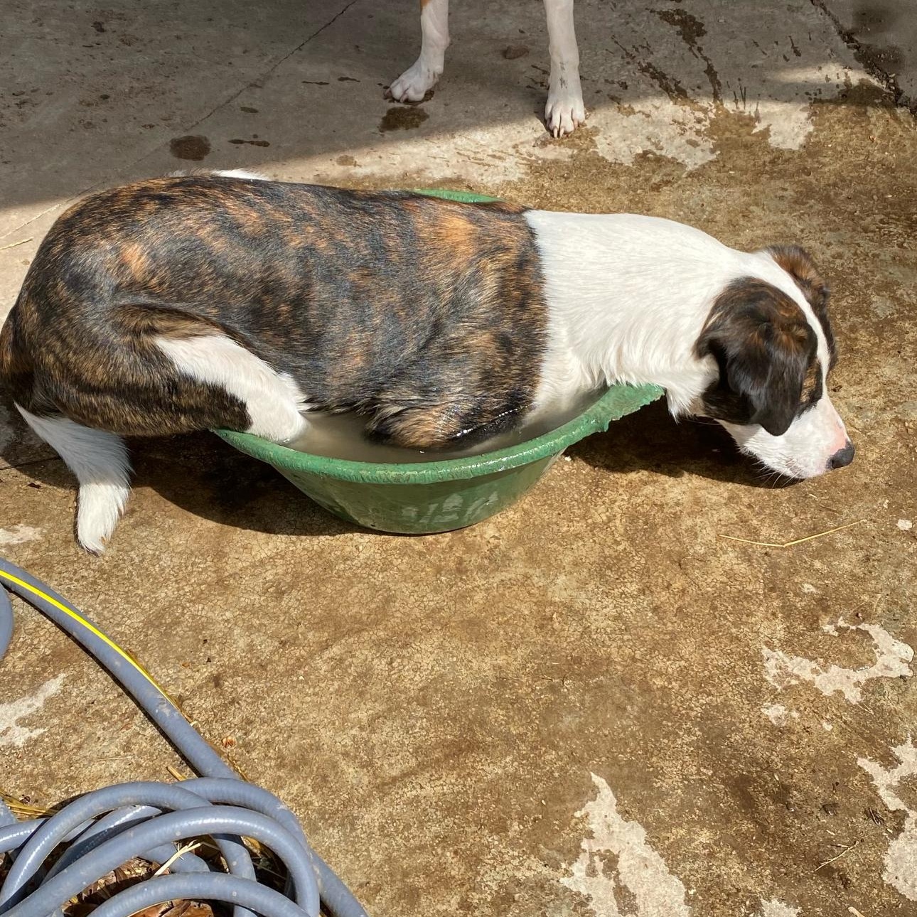 6842 Benny, a Adoptable mixed breed in Springfield, MO image 4/6