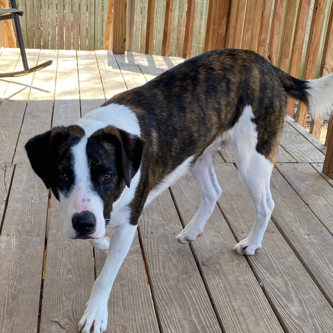 6842 Benny, a Adoptable mixed breed in Springfield, MO image 2/6