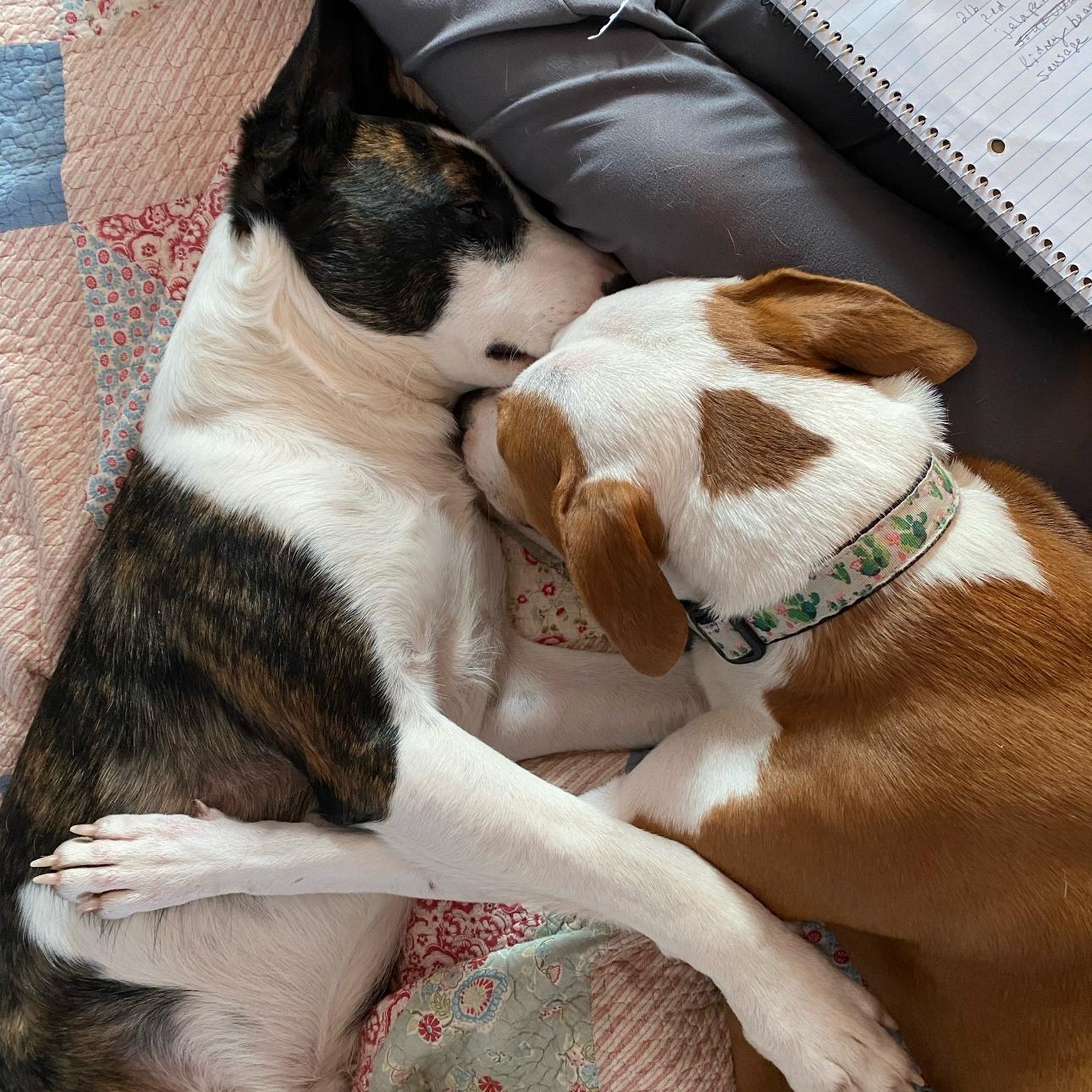 6842 Benny, a Adoptable mixed breed in Springfield, MO image 1/6