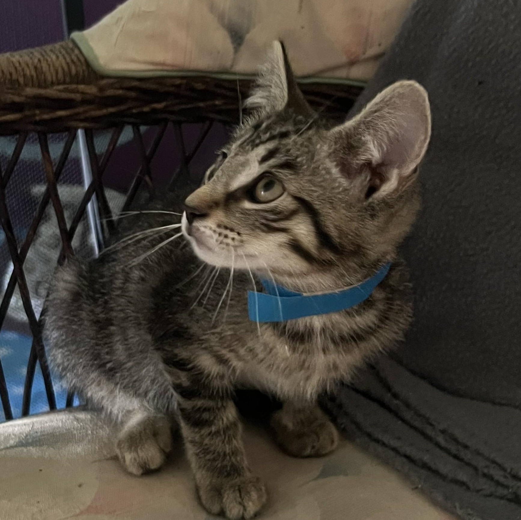 Enlarge Smokey, a Adoptable Domestic Short Hair in Avon, NY image 1/1