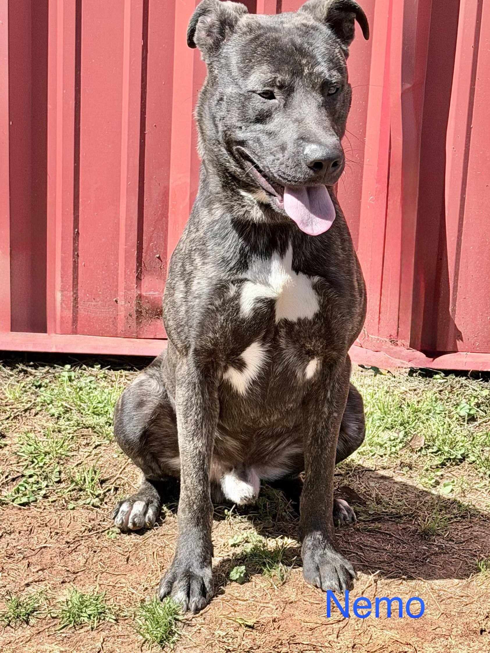 Nemo , ADOPTABLE, Adult Male Pit Bull Terrier & Black Labrador Retriever.