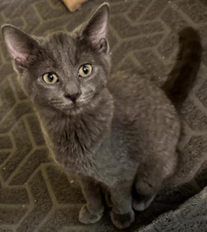 Tootsie, Adoptable, Kitten Male American Shorthair.