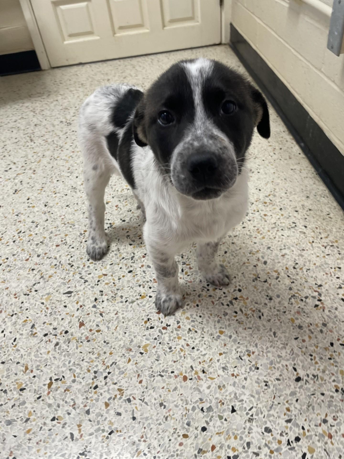 Enlarge Esme7285 (RESCUED), a ADOPTABLE mixed breed in Rocky Mount, NC image 2/4