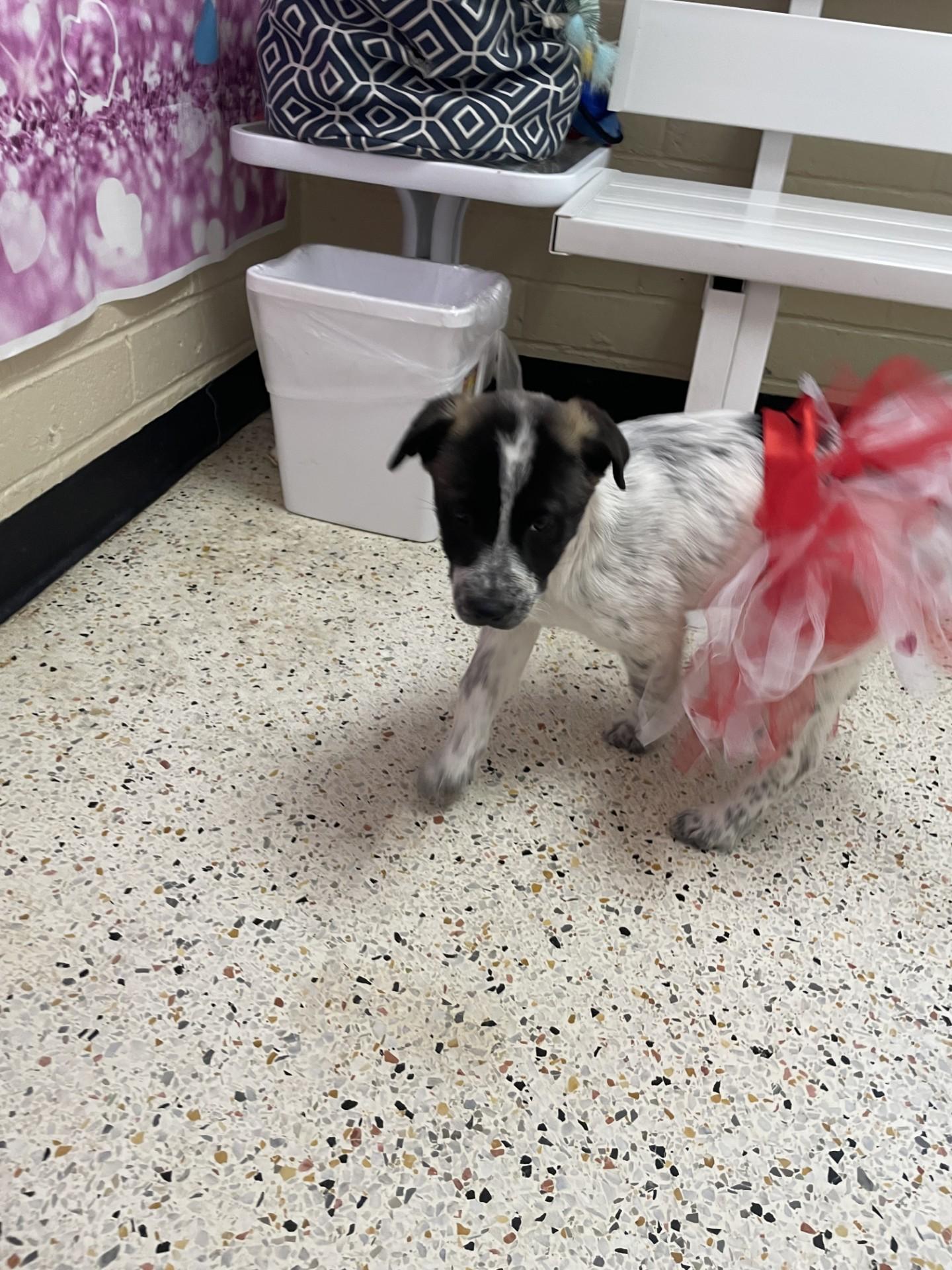 Enlarge Esme7285 (RESCUED), a ADOPTABLE mixed breed in Rocky Mount, NC image 1/4